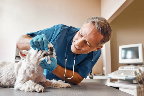 Best Same-Day Emergency Dentist in Elmhurst, IL